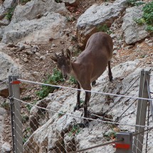 Young Andalusian Ibex on Caminito del Rey